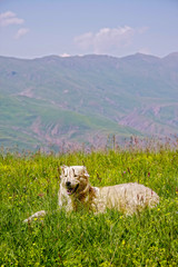 Dog in hot day