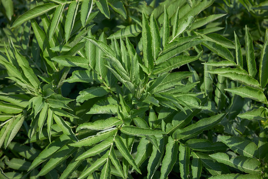 Sambucus ebulus