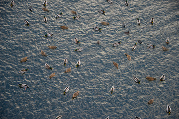 Stockholm water front with seabirds an autumn day.