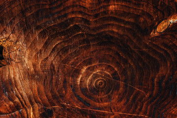 Tree trunk cross section pattern texture - obrazy, fototapety, plakaty
