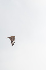Common Buzzard in Flight