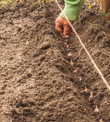Gardener's hands plant winter garlic
