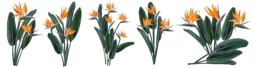 Strelitzia Reginae tropical flower bouquets set