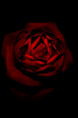 Red Rose