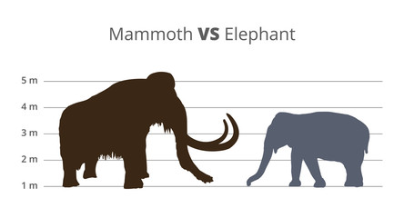 how big are mammoths compared to elephants