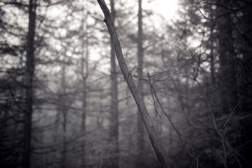 Tilted To The Left, Dark Foggy Mystical Forest In Infrared Photography