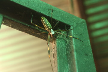 spider