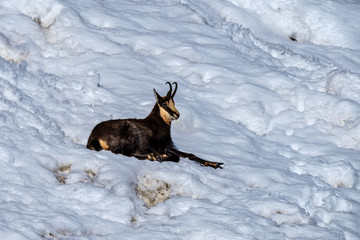 Camoscio al gran Paradiso