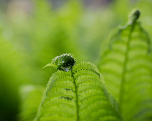 Fern Detail