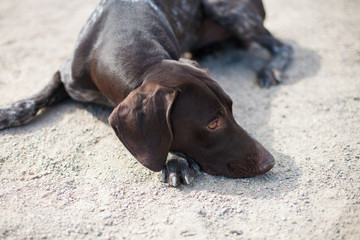 German shorthaired pointer Hunter dog