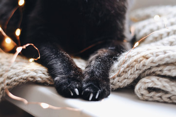 black cat paws on the knitted background