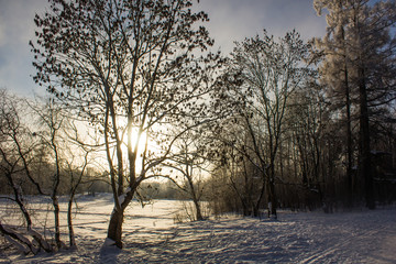 Winter landscape in clear weather. Frosty daylight at sunset