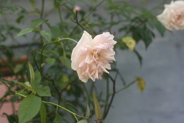 flower in garden