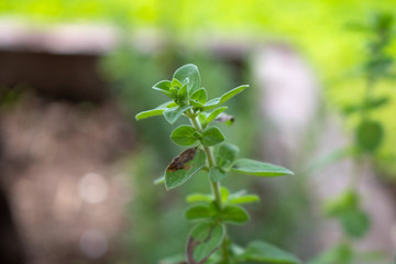 Plant type 6