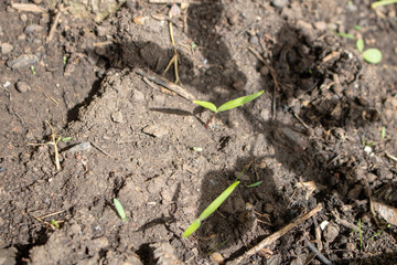 Plant Germination Type 5