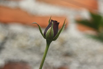 bud of poppy
