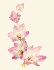 Pink crocuses on a light yellow background