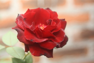 red rose