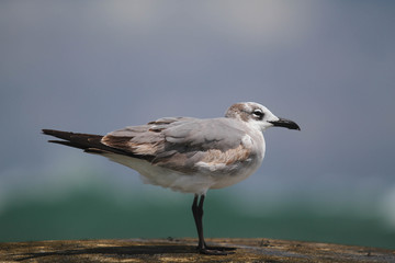 A Seagull Perched on a Post