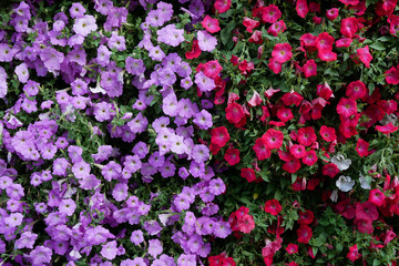 Fototapeta premium Vertical garden nature backdrop, red and purple petunias flowering plant flowers and green leaves wall background.