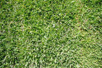 Grass Pasto Green Texture