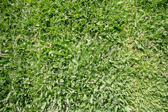 Grass Pasto Green Texture