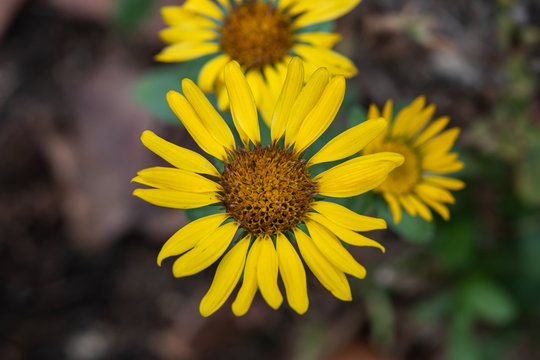 Puget Sound Gumweed Inflorescence in Autumn