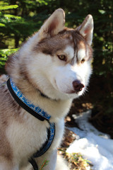 Siberian husky dog in the snow