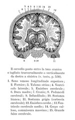 Vintage illustration of anatomy, human brain transversal section into the skull,  anatomical descriptions in Italian