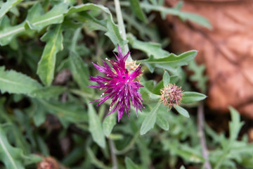 Rough Star Thistle Inflorescence in Autumn