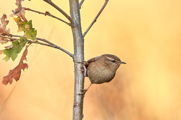 Eurasian wren in natural habitat, close up, (Troglodytes troglodytes)