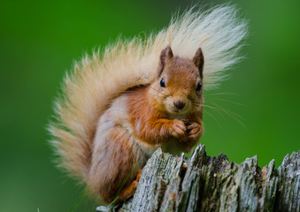 red squirrel on a tree stump