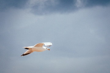 mouette dans un ciel nuageux