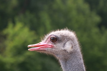 Head shot of an ostrich looking at the camera