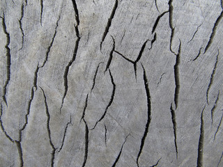 Obraz premium Bark texture background pattern crack old brown for design.