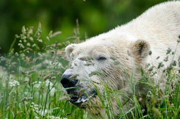 polar bear in the grass