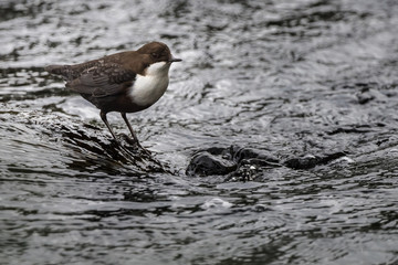 Dipper standing on rock in fast moving water