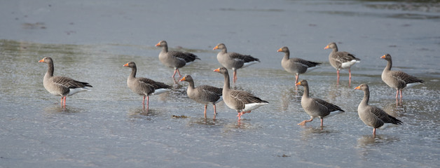 Greylag Geese on Mudflats
