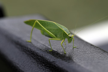 Green Grasshopper on black surface