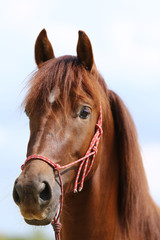 Portrait of a young horse in summer outside at rural dressage center