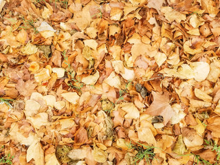 Autumn leaves carpet