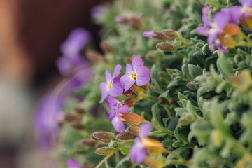 Aubrietia violet in the garden