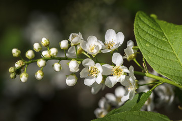 Image with bird cherry.
