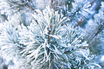 Branches of blue spruce in frost. Blue spruce in the forest.