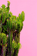 Plants on pink fashion concept. Cactus on pink wall background. Minimal art