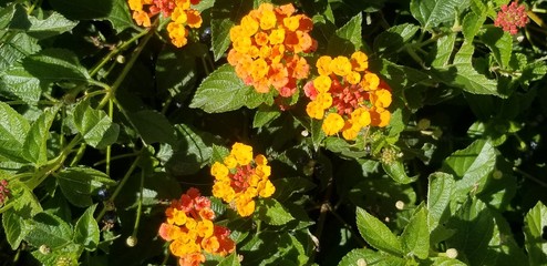 Lantana