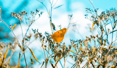 Dreamy, soft focus image of a yellow butterfly sitting on dry plants with a creamy teal background....