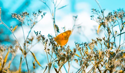 Verträumtes, weiches Fokusbild eines gelben Schmetterlings, der auf trockenen Pflanzen mit einem cremigen aquamarinen Hintergrund sitzt. Indisches Sommerkonzept © Moab Republic