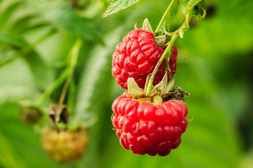 Raspberries in a wild environment close up