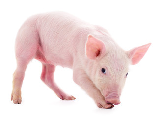 Small pink pig isolated.